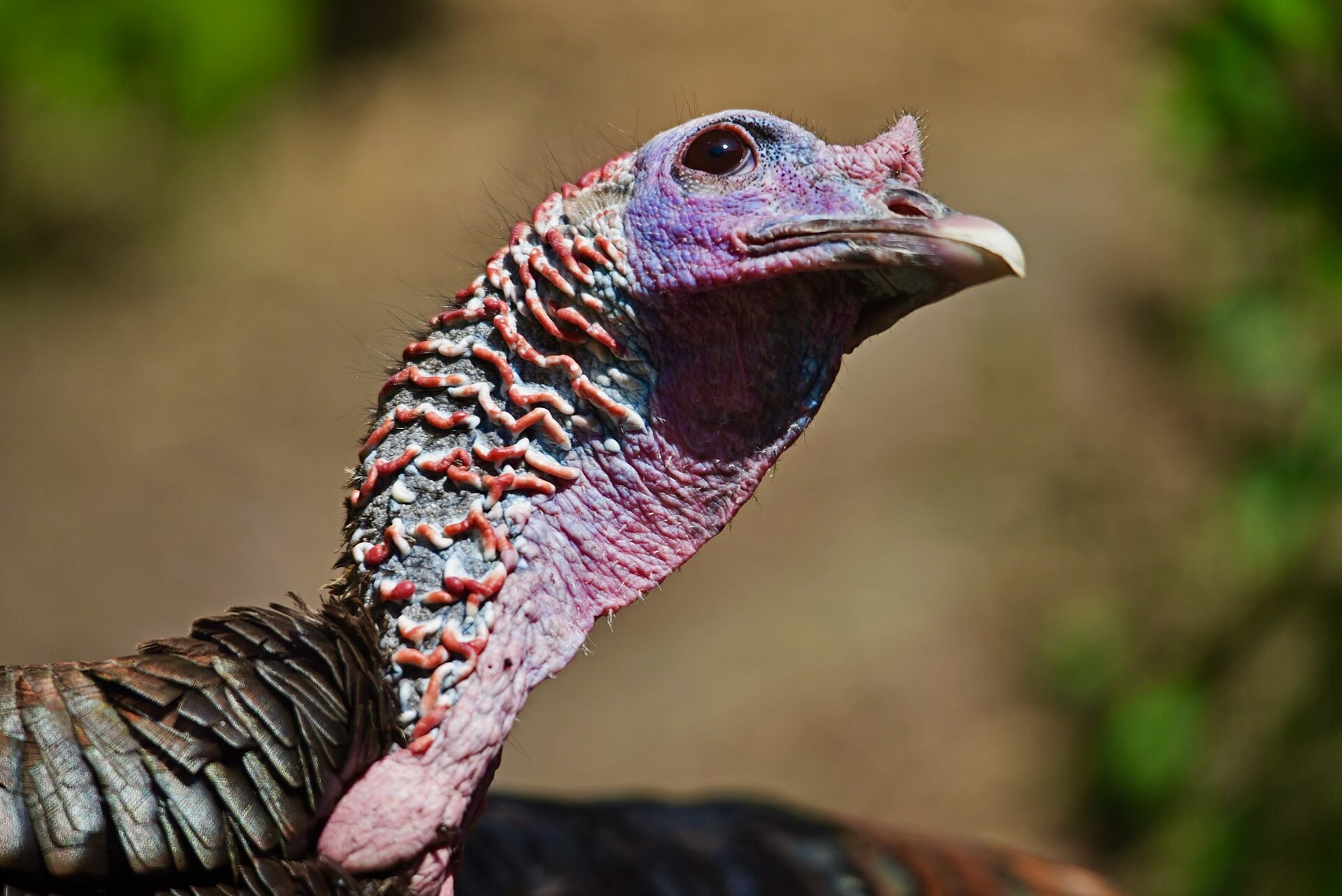 Wild Turkey by Courtney Celley/USFWS, Midwest Region is available through Public Domain.